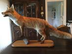 opgezette vos taxidermi, Antiek en Kunst, Ophalen of Verzenden