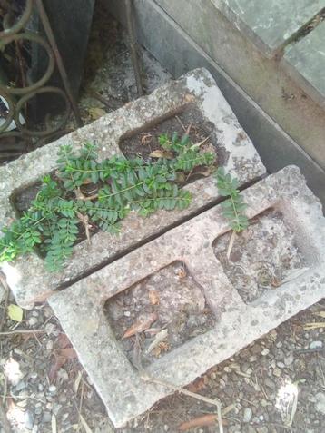Boordstenen voor tuin 1 grote en 2 kleintje beschikbaar voor biedingen