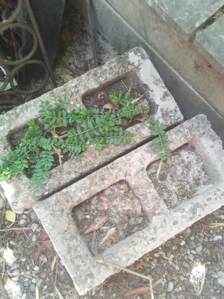 Boordstenen voor tuin 1 grote en 2 kleintje, Tuin en Terras, Bielzen en Borduren, Gebruikt, Border, Beton, 25 tot 50 cm, Minder dan 100 cm