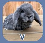 Prachtige Franse Hangoor - voedster, Dieren en Toebehoren, Konijnen, Vrouwelijk, Groot, Hangoor, 0 tot 2 jaar