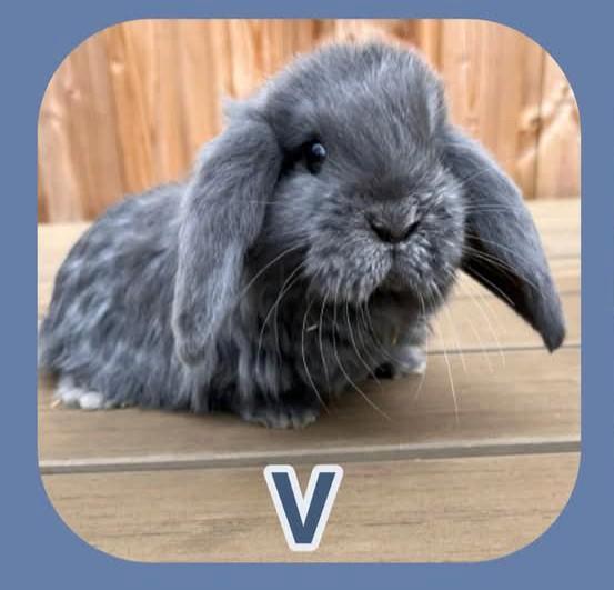 Prachtige Franse Hangoor - voedster, Animaux & Accessoires, Lapins, Grand, Femelle, 0 à 2 ans, Oreilles tombantes