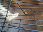 Kanaries te koop, Dieren en Toebehoren, Vogels | Kanaries