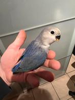 Agapornis, Dieren en Toebehoren, Vogels | Parkieten en Papegaaien, Tam