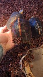 Cuora flavomarginata adult, Animaux & Accessoires, Enlèvement