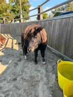 Hengstje, Dieren en Toebehoren, Pony's, Hengst