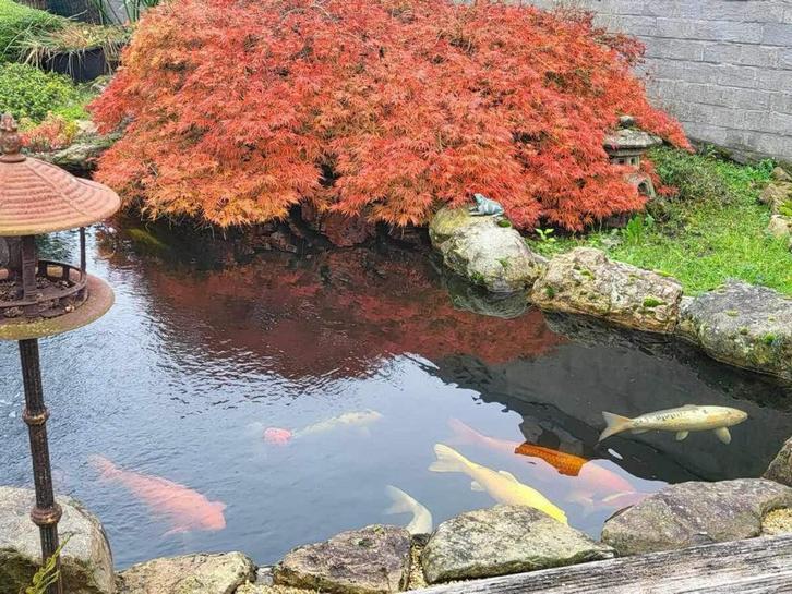 Esdoors rode en groene, Tuin en Terras, Planten | Bomen, Overige soorten, 100 tot 250 cm, Ophalen