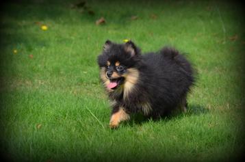 Keeshond pups black&tan beschikbaar voor biedingen