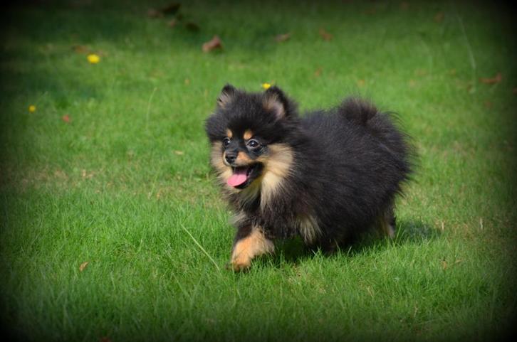 Keeshond pups black&tan, Dieren en Toebehoren, Honden | Poolhonden, Keeshonden en Oertypen, Teef, Keeshond, Fokker | Professioneel
