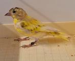 Sijs mutaties, Meerdere dieren, Wildzangvogel, Geringd