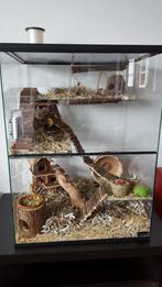 Ruim Gerbilarium – Terrarium voor Diverse Knaagdieren, 60 tot 90 cm, Ophalen of Verzenden, Muis, Hok