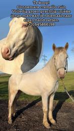 Zoek jij je droompony bekijk deze groene uniek connemara is!, Hongre, Poney de récréation, Avec pedigree, 3 à 6 ans