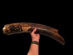 Mooie mammoet slachttand 64 cm 4,4 kg uit de noordzee., Ophalen of Verzenden, Fossiel