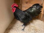 Zwarte australorp hanen 2025 TT kwaliteit, Dieren en Toebehoren