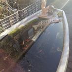 Zeilboot vijver, Dieren en Toebehoren, Vissen | Vijvervissen