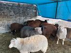 Agneaux a vendre, Animaux & Accessoires, Moutons, Chèvres & Cochons, Mâle
