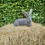 Duitse reus konijnen: rammen en voedsters, mooie kleuren!, Meerdere dieren, Groot