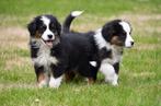 Australische Herder pups te koop - Beide ouders aanwezig, Dieren en Toebehoren, Honden | Herdershonden en Veedrijvers, België