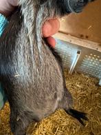 Cavia beertje, Dieren en Toebehoren, Knaagdieren, Cavia, Augustus, Mannelijk, Tam