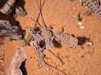 Nakweek dwergbaardagamen, Dieren en Toebehoren, Reptielen en Amfibieën, Amfibie