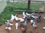 Tekoop Perzische duiven, Dieren en Toebehoren