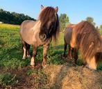 Goudeerlijke Shetlander zoekt warme thuis, Dieren en Toebehoren, Pony's, Hengst, Met stamboom