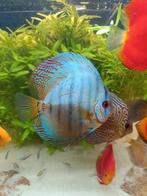 7 mooie gezonde Aziatische discusvissen, Dieren en Toebehoren, Vissen | Aquariumvissen, Vis, Zoetwatervis, Schoolvis