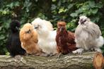 Sierkippen, Dieren en Toebehoren, Pluimvee