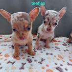 Chichuahua, Dieren en Toebehoren, Honden | Chihuahua's en Gezelschapshonden, België, Particulier, CDV (hondenziekte), 8 tot 15 weken
