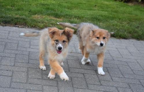 Prachtige kruising Herder pup, Dieren en Toebehoren, Honden | Niet-rashonden, Groot, Meerdere dieren, Fokker | Professioneel, Meerdere