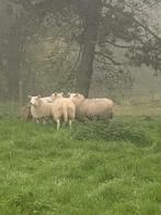 3ooien, Dieren en Toebehoren, Schapen, Geiten en Varkens