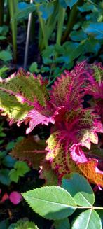Coleus stek, Ophalen