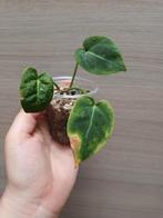 Anthurium papillilaminum x warocqueanum, Huis en Inrichting, Kamerplanten, Ophalen of Verzenden