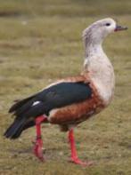 haan orinoco gans, Dieren en Toebehoren, Mannelijk, Gans of Zwaan