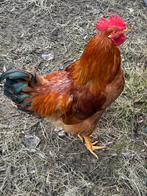 Jonge legkip Haan, Dieren en Toebehoren, Pluimvee, Mannelijk, Kip