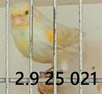 kleur kanarie, Dieren en Toebehoren, Meerdere dieren, Kleurkanarie