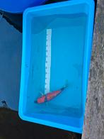 Japanse koi 2 stap goshiki, Carpe ou Koï