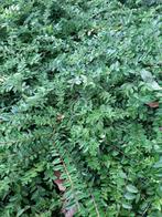 Lonicera tuinplanten, Enlèvement