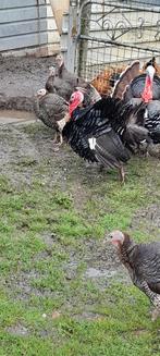 broedeieren brons kalkoenen, Dieren en Toebehoren, Pluimvee