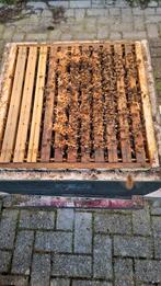 Bijenvolk op 8 ramen, buckfast, zachtaardig(volk 7), Abeilles