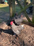 Trio Mechelse koekoek, Kip