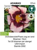 vente d'hémérocalles hémérocalles, Plein soleil, Été, Plante fixe, Enlèvement ou Envoi