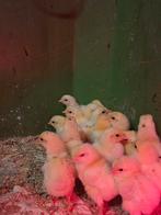 Kuikens witte leghorn x leghorn isabel patrijs, Dieren en Toebehoren, Pluimvee