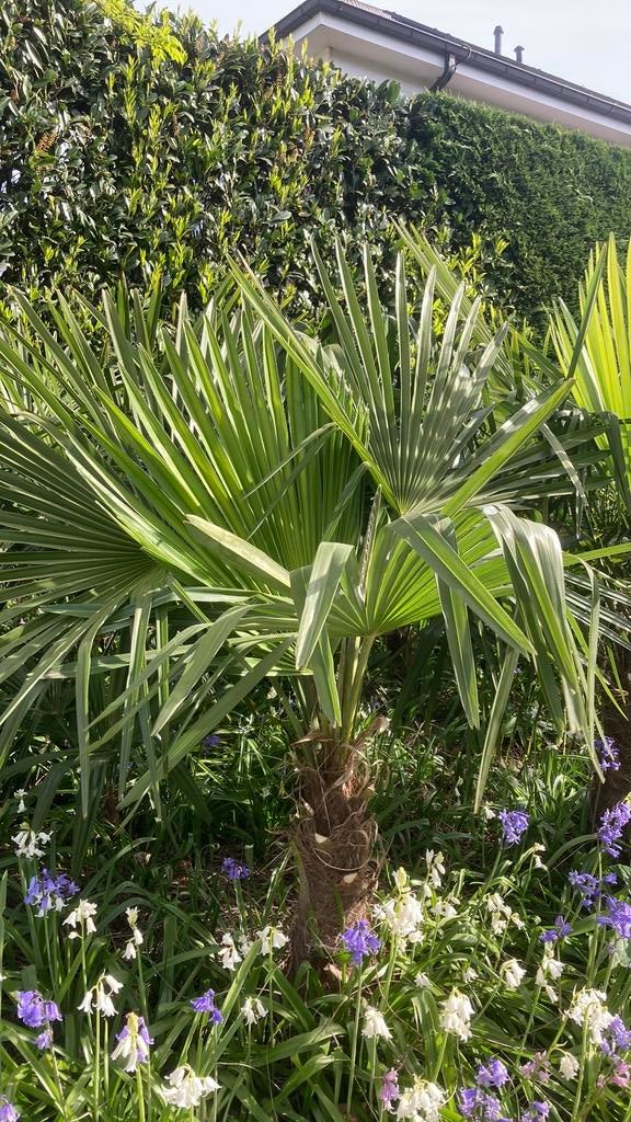Les palmiers Trachycarpus Fortunei sont robustes, Enlèvement, En pot