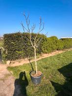 Vijgenboom “Brown Turkey”, Tuin en Terras, Ophalen, In pot, 100 tot 250 cm