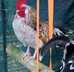 Haan (kriel) zoekt dringend nieuwe thuis, Dieren en Toebehoren, Mannelijk, Kip