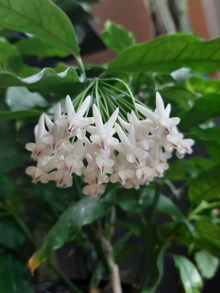 Hoya lockii, een plant die prachtig kan bloeien., Huis en Inrichting, Kamerplanten, In pot, Minder dan 100 cm, Bloeiende kamerplant
