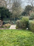 Struiken, Tuin en Terras, Ophalen, Struik, 100 tot 250 cm