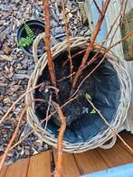 Frambozen, Ophalen, Volle zon, Vaste plant, Zomer