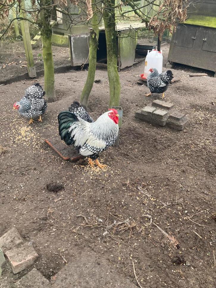 Prachtige wyandotte kriel haan, Dieren en Toebehoren, Pluimvee, Kip, Mannelijk