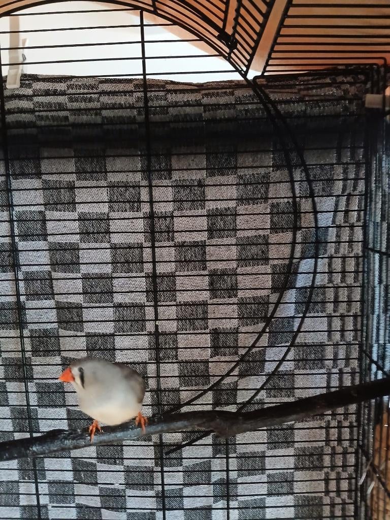 vogels, Vrouwelijk, Parkiet